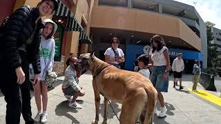 Cash 2.0 Great Dane at Universal Studios City Walk Hollywood