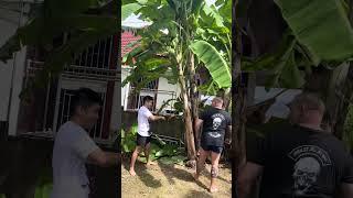 Kicking Down A Banana Tree in Thailand (Buakaw was a huge inspiration to do this one in )
