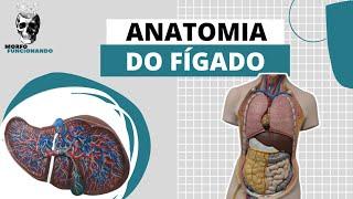 ANATOMIA DO FÍGADO (ÓRGÃOS ACESSÓRIOS OU ANEXOS AO TGI) #9