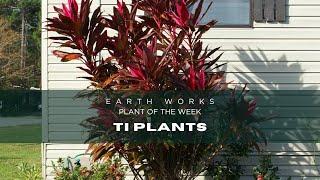 Ti Plants, habits and care Jacksonville - Florida