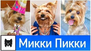 смотрим фотки МИККИ ПИККИ | Злого Пса