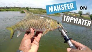 Mahseer on Lures! Topwater action! (2020)