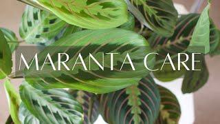 MARANTA PLANT CARE | Basic care instructions for the Maranta houseplant