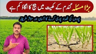 Wheat seed germination issue; Problem causes and their solution | Abid Ali Agrarian