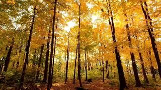 Passeggiata rilassante nel bosco in autunno - cinguettio uccelli, suoni rilassanti-asmr