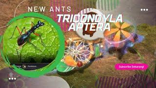 NEW UPDATE TRICONDYLA APTERA #theants