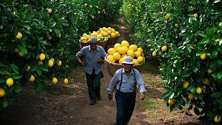 The Secrets of Lemon Farming Incredible Harvesting and Modern Processing Techniques