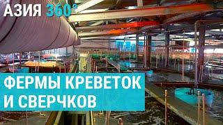 Экзотика средней Азии: королевские креветки и халяльные сверчки. Риск и прибыль в бизнесе. АЗИЯ 360°