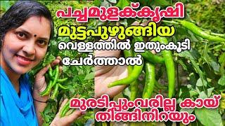 Chilli farming | മുട്ടപുഴുങ്ങിയ വെള്ളത്തിൽഇതുംകൂടി ചേർത്താൽ മുരടിപ്പും വരില്ല , കായ്‌ തിങ്ങി നിറയും|