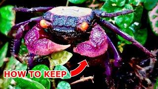 How to keep Vampire Crabs - Ultimate Care Guide for Geosesarma dennerle