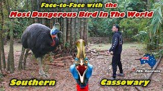 The Most Dangerous Bird In The World - Wild Southern Cassowary - Far North Queensland, Australia