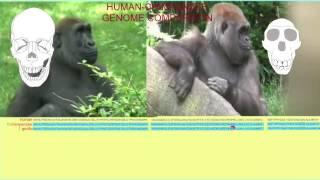 GENOME DIFFERENCES BETWEEN HUMANS & CHIMPS 1