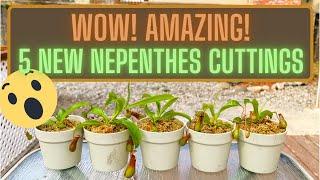 Separating & Repotting Nepenthes Ventrata Basal Shoot Cuttings - Propagate Pitcher Plants W/Cuttings