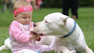 Dogo Argentino Dog Loving And Protecting Baby Compilation - Dog Loves Baby videos