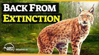 Europe’s biggest feline predator has returned