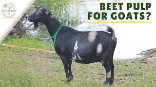 Beet Pulp for Goats? Yes or no?