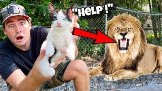 RESCUED KITTEN FOUND IN LION ENCLOSURE ! WILL SHE SURVIVE ?!