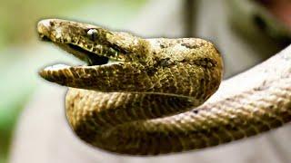 Deadly Python: The Grim Reaper Of The Puerto Rican Jungle | Python Hunters | Real Wild