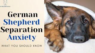 German Shepherd Separation Anxiety: What You Should Know