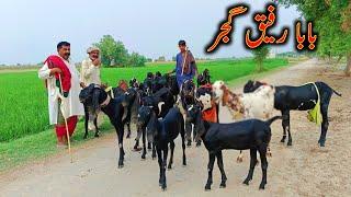 Top Class Amritsari Beetal Goats Of Baba Rafiq Gujjar|| Milking Goats || Goat Farming in Punjab