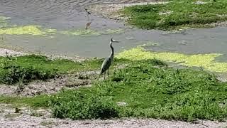Smaller Birds Fighting With A Large Heron-Filmed in Irvine,CA-San Diego Creek-Collaborative Control