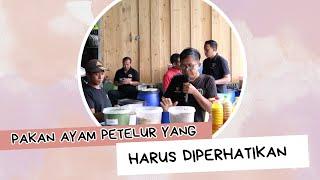 PAKAN AYAM PETELUR YANG HARUS DIPERHATIKAN