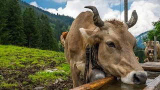 Alpine time in Switzerland - the origin of Alpine cheese - Bernese Oberland