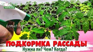 Когда и чем подкормить? Нужно ли подкармливать? Подкормка рассады томатов при выращивании в квартире