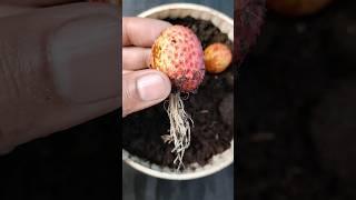 How to grow lychee plant at home #shots #short