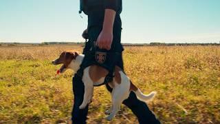 Bomb squad dog: this little dog sniffs our landmines in Ukraine