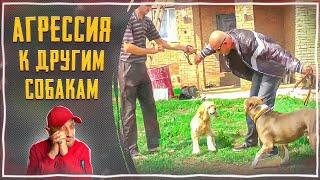 Агрессия к другим собакам(Кокер-спаниель)