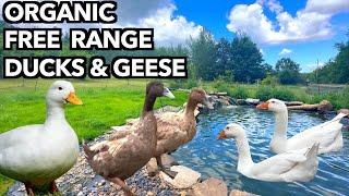 Why Every Orchard Needs Working Ducks & Geese