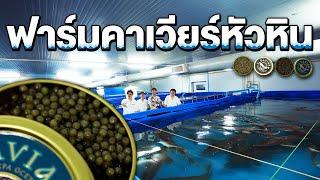 The One and Only Caviar Farm in Thailand 