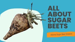 All About Sugar Beets (2/3) - Alberta Sugar Beet Growers