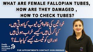 What are Female Fallopian Tubes, how are they damaged , how to check tubes? in Urdu/Hindi