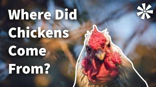 WHERE Did Chickens Come From? 