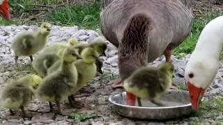 First Spring Hatch of Pilgrim Goslings!