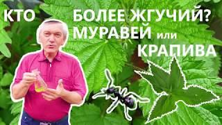 Кто сильнее: крапива или муравей?