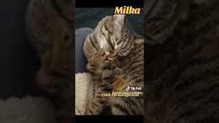 Milka #cat #adopciongatos #gatos #adoptanocompres #gato #adoptaunrescatado #catlover #gatitos