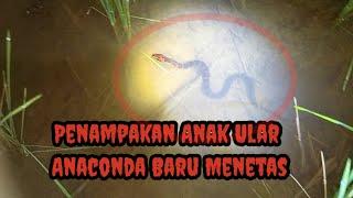 Anaconda Baru Menetas Di Petak Sawah@Kosmas Nada