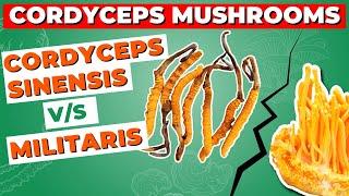 Cordyceps Sinensis Vs Militaris: How Do They Differ?