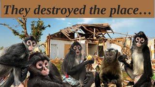 Monkeys can destroy your home in a matter of seconds ‍️ #spidermonkey #capuchin