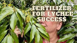 Growing Lychee Trees - Fertilize Now for The Best fruit Set