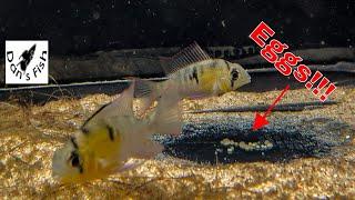 Bolivian Rams Spawning