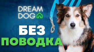 Гулять без поводка  Как отучить собаку убегать от хозяина   Какие команды нужны щенку на выгуле 