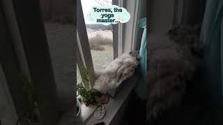 Funny Cat Videos: Try Not to Laugh - Yoga Cat vs. Sneaky Bird ‍️