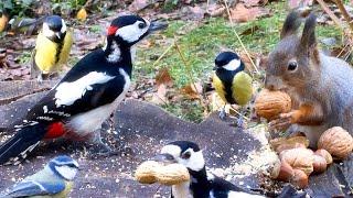 Best for Cats: 10 hours of Bird and Squirrel Watching