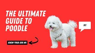 Poodles 101: Everything You Need to Know About Elegant and Intelligent Breed | Know Your Dog Series