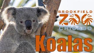 KOALAS at the Brookfield Zoo | Ep. 29