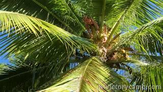 Climbing a coconut tree - Tropical survival skills